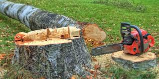 How Our Tree Care Process Works  in  Avon Lake, OH