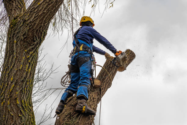 Avon Lake, OH Tree Services Company