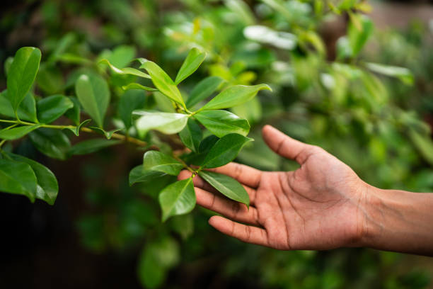 Best Tree Mulching  in Avon Lake, OH
