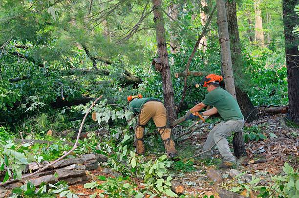 Best Utility Line Clearance  in Avon Lake, OH