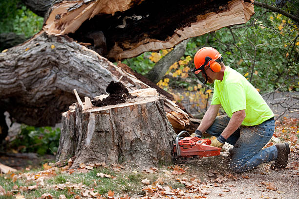  Avon Lake, OH Tree Services Pros