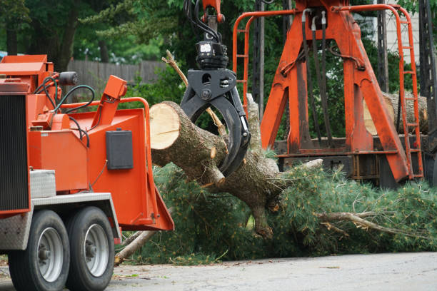 Best Emergency Tree Removal  in Avon Lake, OH