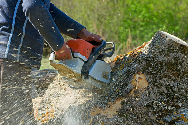 Best Lawn Watering Services  in Avon Lake, OH