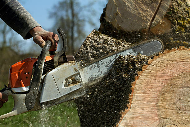 Best Seasonal Cleanup (Spring/Fall)  in Avon Lake, OH